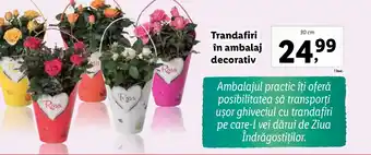 Lidl Trandafiri in ambalaj decorativ Ofertă
