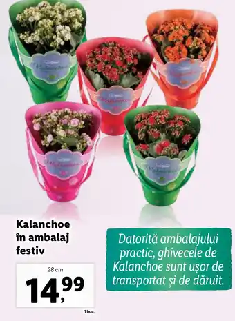 Lidl Kalanchoe în ambalaj festiv Ofertă