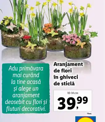 Lidl Aranjament de flori în ghiveci de sticlă Ofertă