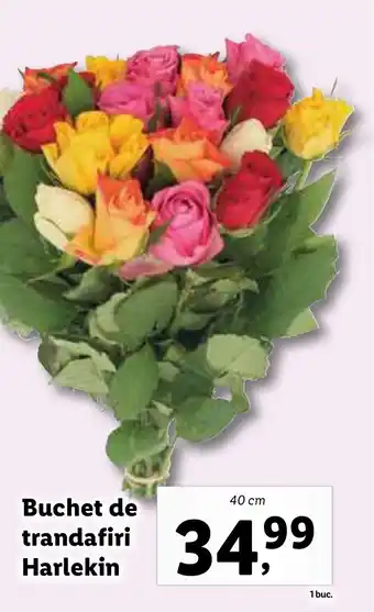Lidl Buchet de trandafiri Harlekin Ofertă