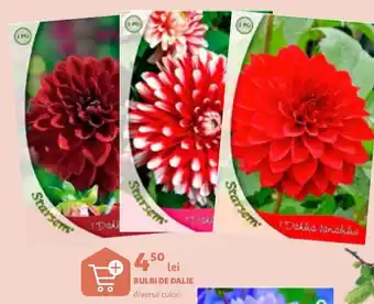 Auchan BULBI DE DALIE diverse culori Ofertă