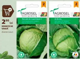 Auchan SEMINTE DE VARZĂ Ofertă