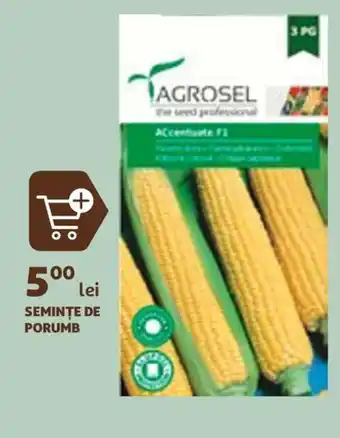 SEMINTE DE PORUMB
