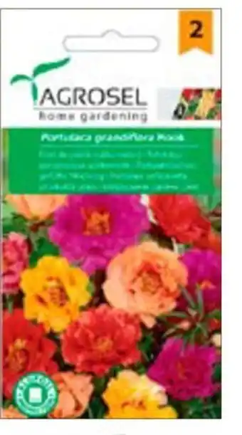 SEMINTE FLORI DE PIATRĂ dublu melanj