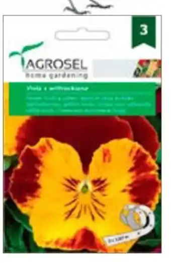 Auchan SEMINŢE DE PANSELE BORDO-GALBEN Ofertă