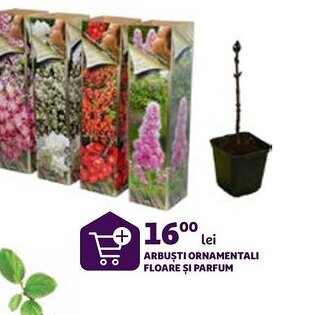 ARBUŞTI ORNAMENTALI FLOARE ȘI PARFUM