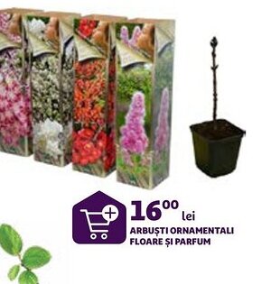 Auchan ARBUŞTI ORNAMENTALI FLOARE ȘI PARFUM Ofertă