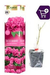 Auchan ARBUŞTI ORNAMENTALI Hibiscus premium Ofertă