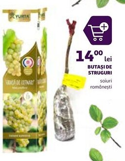 BUTASI DE STRUGURI soiuri româneşti