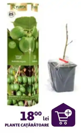 Auchan PLANTE CAȚĂRĂTOARE Ofertă
