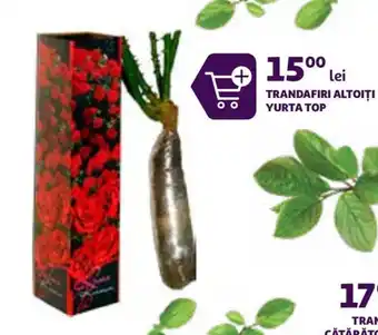 TRANDAFIRI ALTOIȚI YURTA TOP