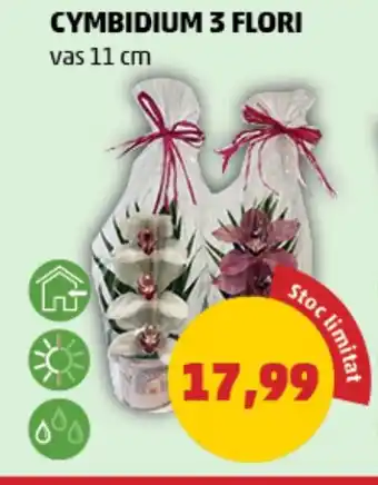 Penny CYMBIDIUM 3 FLORI Ofertă
