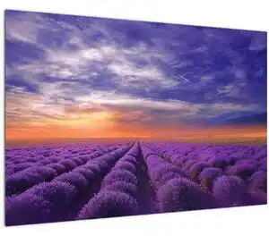 Favi Tablou câmpului cu lavandă (90x60 cm) Ofertă