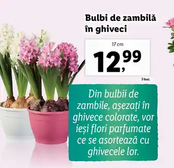 Lidl Bulbi de zambilă în ghiveci Ofertă