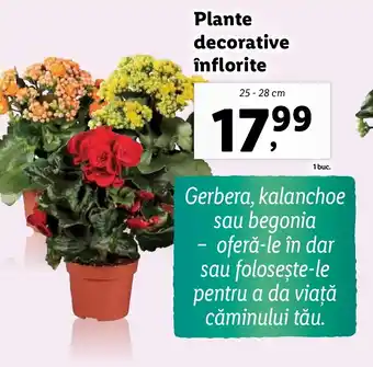 Lidl Plante decorative înflorite Ofertă