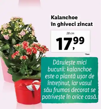 Lidl Kalanchoe în ghiveci zincat Ofertă