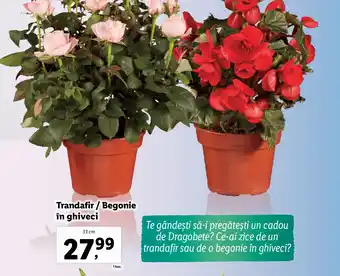 Lidl Trandafir / Begonie în ghiveci Ofertă
