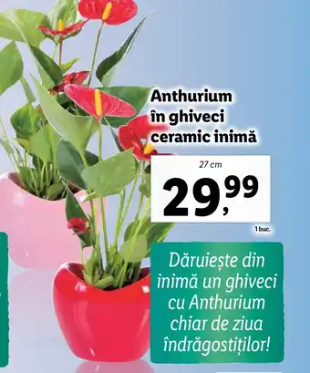 Lidl Anthurium în ghiveci ceramic inimă Ofertă