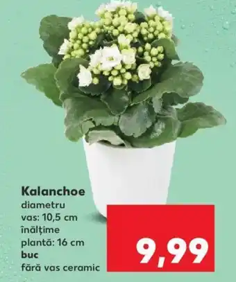 Kaufland Kalanchoe Ofertă
