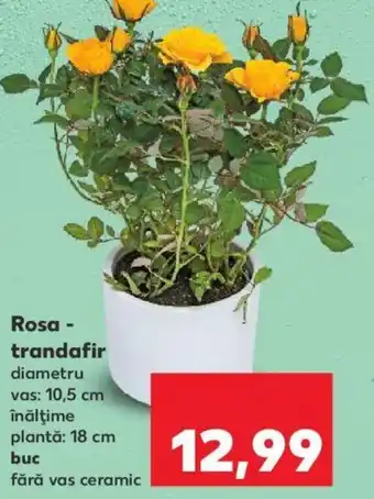 Kaufland Rosa - trandafir Ofertă