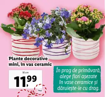 Lidl Plante decorative mini, în vas ceramic Ofertă