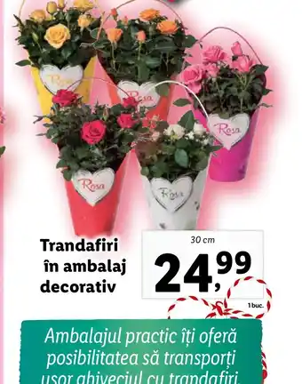 Lidl Trandafiri în ambalaj decorativ Ofertă