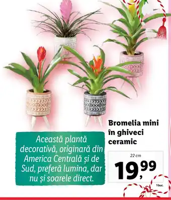 Lidl Bromelia mini în ghiveci ceramic Ofertă