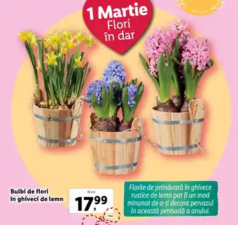 Lidl Bulbi de flori în ghiveci de lemn Ofertă