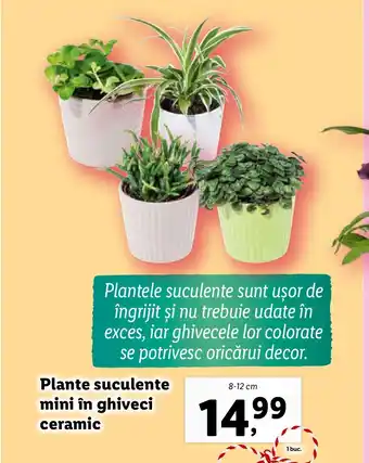 Lidl Plante suculente mini în ghiveci ceramic Ofertă