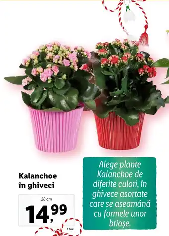 Lidl Kalanchoe în ghiveci Ofertă