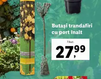 Lidl Butaşi trandafiri cu port înalt Ofertă