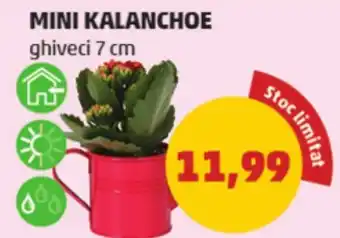 Penny MINI KALANCHOE Ofertă