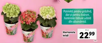 Lidl Hortensia midi Ofertă