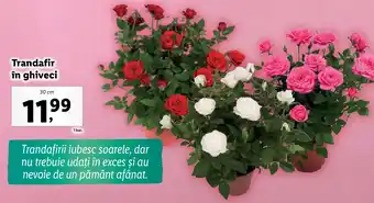 Lidl Trandafir în ghiveci Ofertă