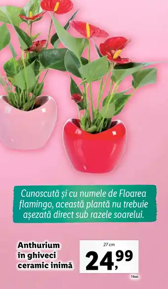 Lidl Anthurium în ghiveci ceramic inimă Ofertă