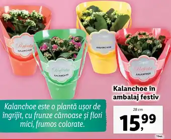 Lidl Kalanchoe în ambalaj festiv Ofertă