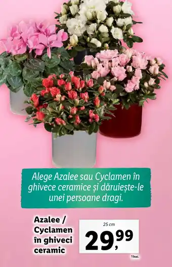 Lidl Azalee / Cyclamen in ghiveci ceramic Ofertă