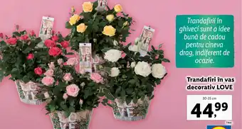 Lidl Trandafiri în vas decorativ LOVE Ofertă