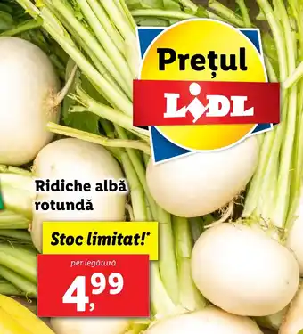 Lidl Ridiche albă rotundă Ofertă