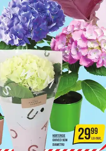 HORTENSIE GHIVECI 9CM DIAMETRU