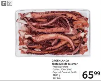 GROENLANDA Tentacule de calamar