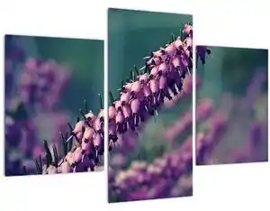 Favi Tablou cu lavanda (90x60 cm) Ofertă