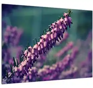 Favi Tablou cu lavanda (70x50 cm) Ofertă