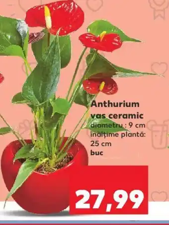 Kaufland Anthurium vas ceramic Ofertă