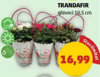 Penny TRANDAFIR Ofertă