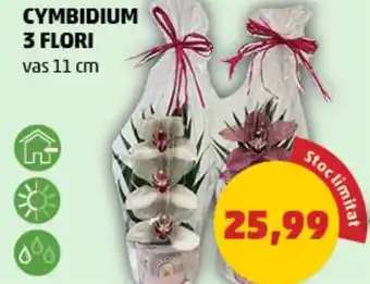 Penny CYMBIDIUM 3 FLORI Ofertă