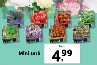 Lidl Mini seră Ofertă
