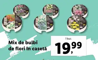 Lidl Mix de bulbi de flori în casetă Ofertă