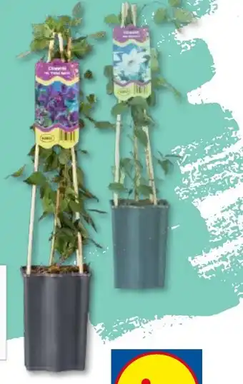 Lidl Mix Clematis Ofertă