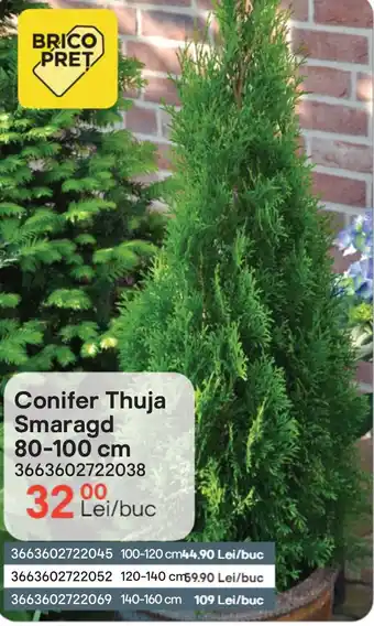 Conifer Thuja Smaragd 80-100 cm